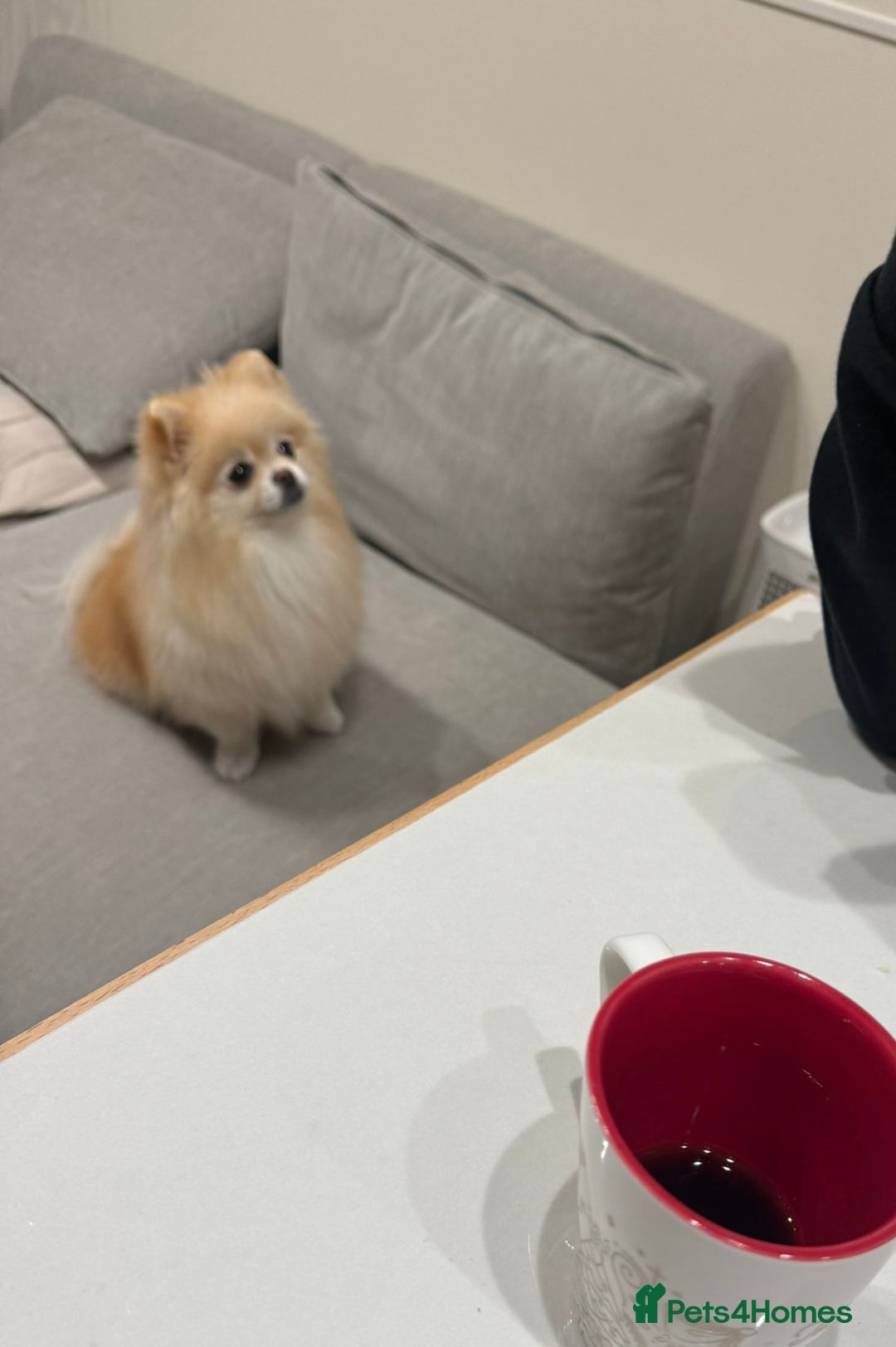 Pomeranian dogs for sale: Gorgeous mini Pom girl - Advert 10