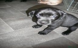 Labrador Retriever dogs for sale: Labrador puppies -1 black girl & 3 black boys left - Image 15