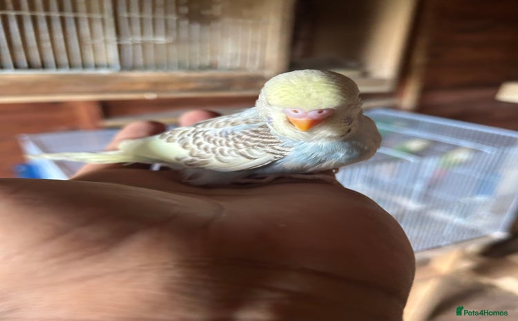 Budgerigars birds for sale in Nelson - Advert 3