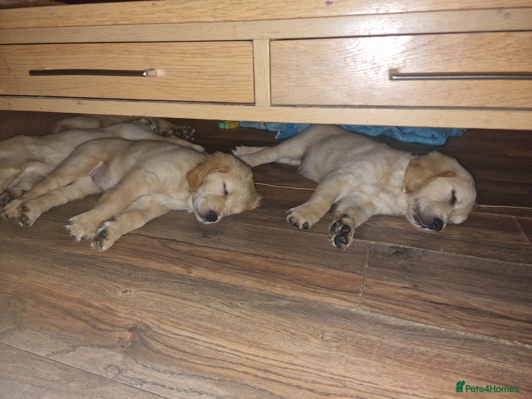 Golden Retriever dogs for sale: 🦮 two beautiful boys available  ❤️❤️ in Aberystwyth - Image 37