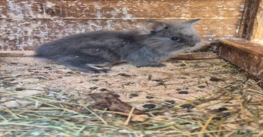 Lionhead rabbits - Advert 1