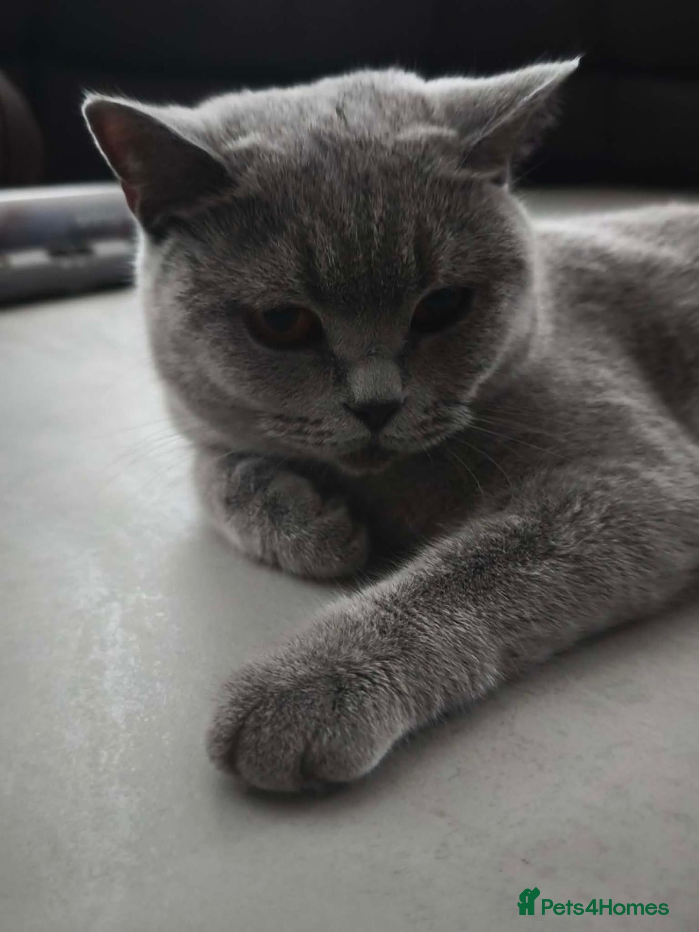 British Shorthair cats Beautiful Purebred Blue British Shorthair Kittens  - Advert 1