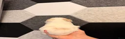 Maltipoo dogs for sale: Gorgeous maltipoo F2 - Advert 20