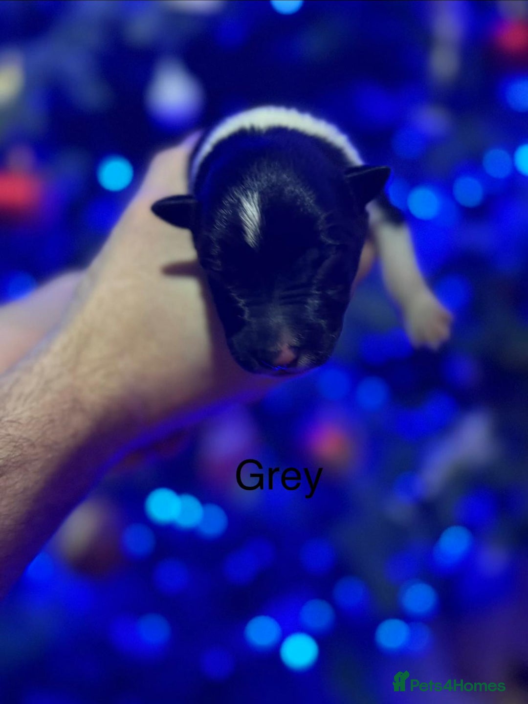 Border Collie dogs for sale: Family Raised Border Collie Pups  - Advert 17