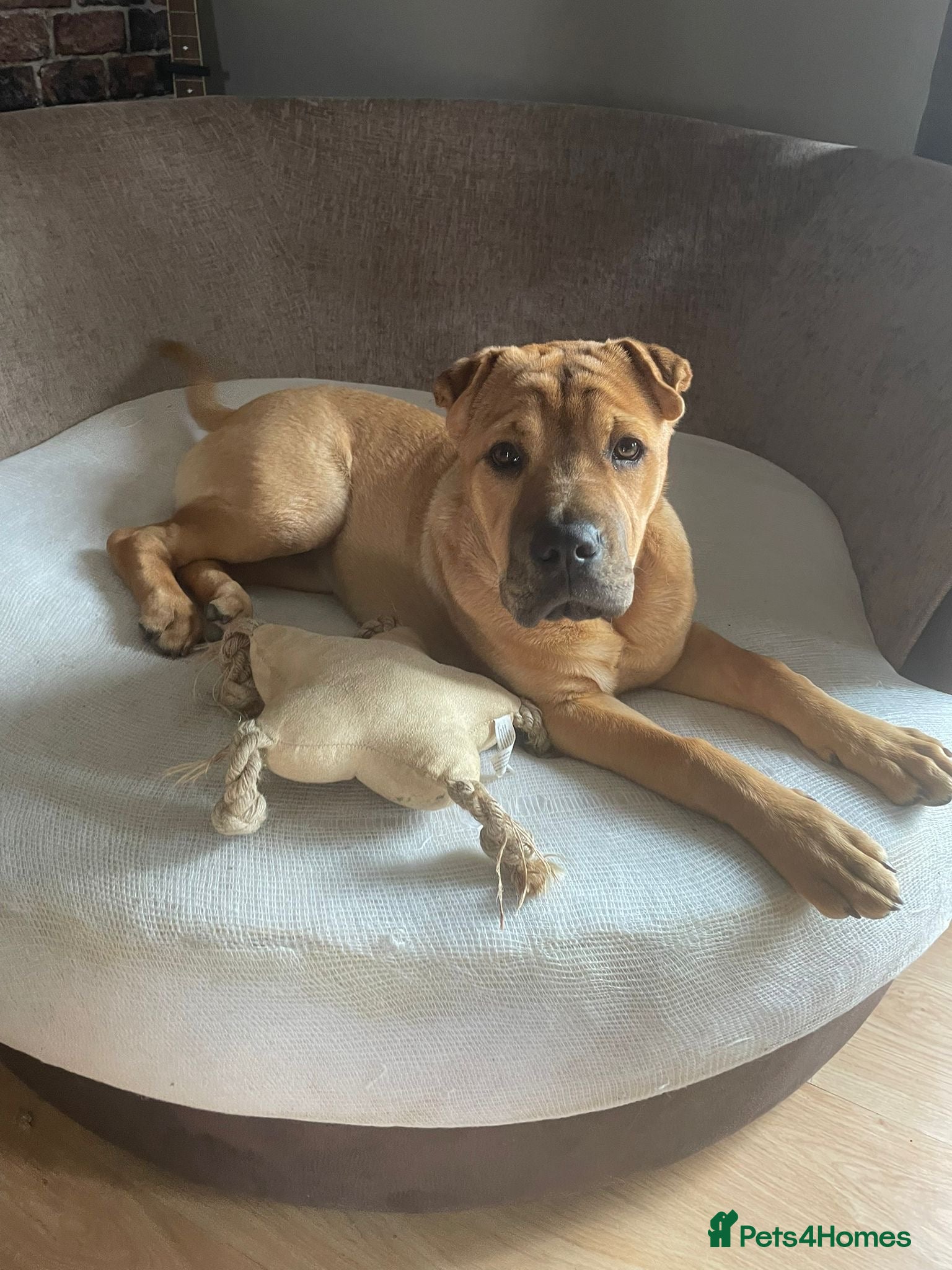 Shar Pei dogs Shar Pei Cross Female for sale  - Advert 1