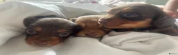 Miniature Dachshund dogs for sale: Long haired miniature dachshund  - Advert 12