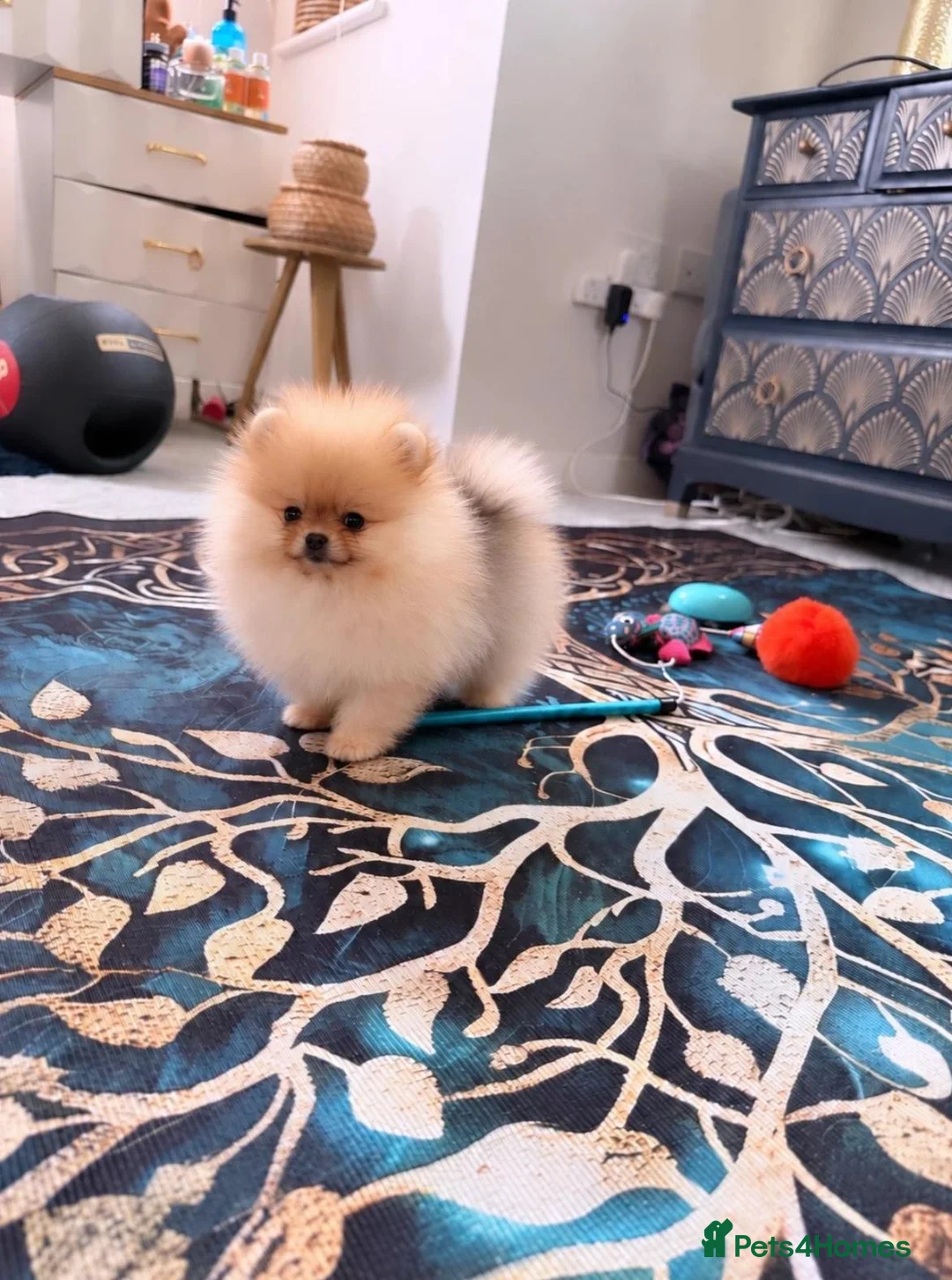 Pomeranian dogs for sale: RARE TINY& 1 BOY LEFT;300G AT 10 WEEKS💙40+🏆lines - Advert 1