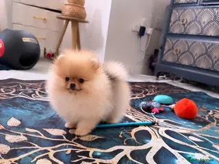 Pomeranian dogs RARE TINY& 1 BOY LEFT;300G AT 10 WEEKS💙40+🏆lines - Advert 1