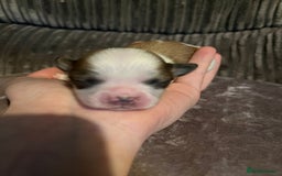 Lhasa Apso dogs for sale: 4 stunning Lhasa  boys  - Image 2