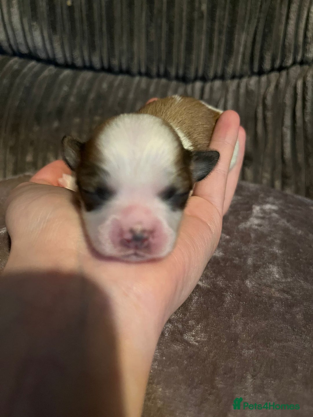 Lhasa Apso dogs for sale: 4 stunning Lhasa  boys  - Image 2