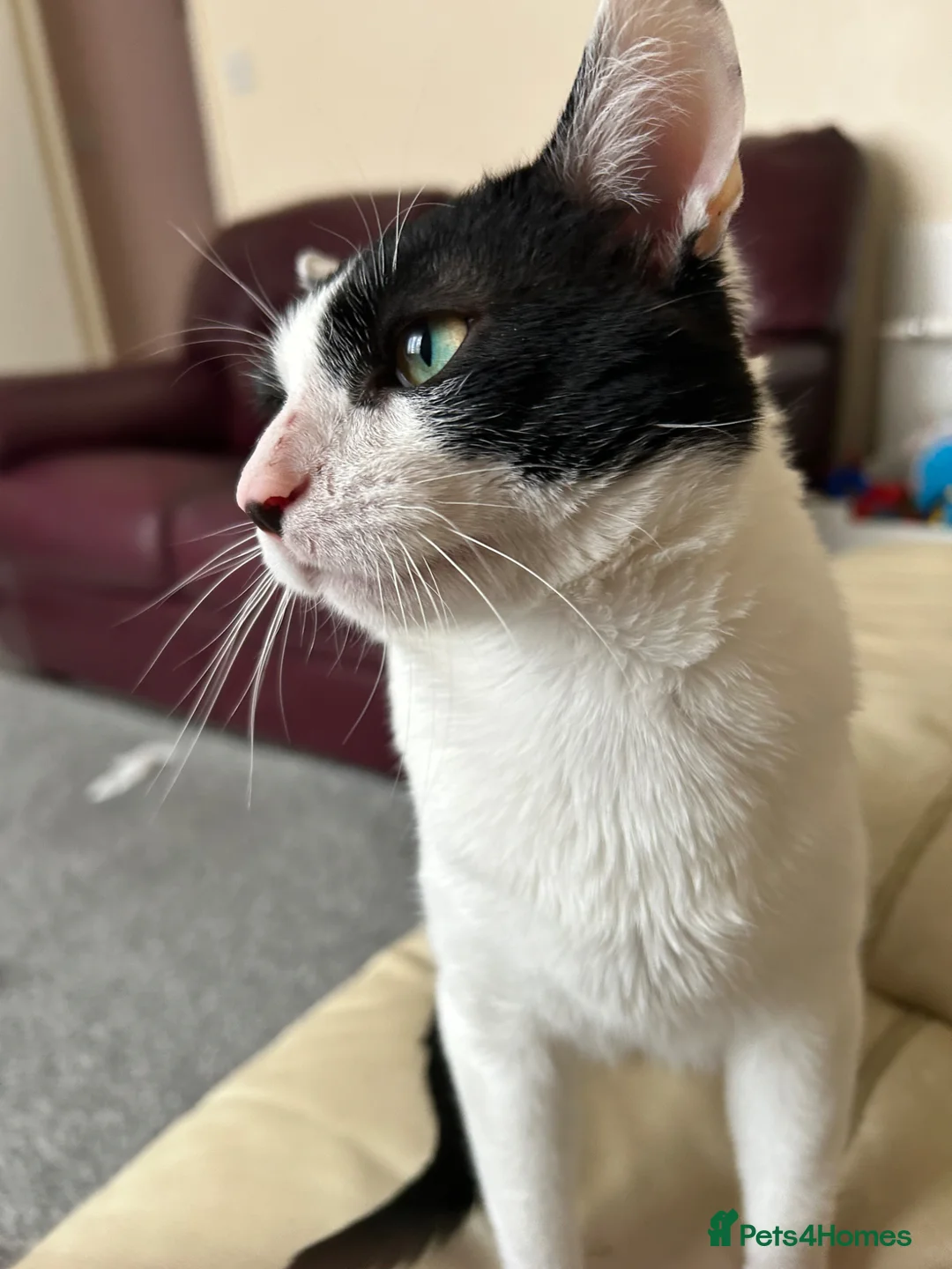 Domestic Shorthair cats for sale: Male indoor cat  in Ipswich - Advert 10