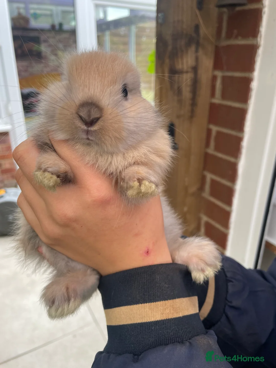 French Lop rabbits for sale: 2 indoor French lop boys to be homed separately  - Advert 2