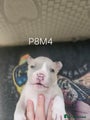 American Bully Puppy 8