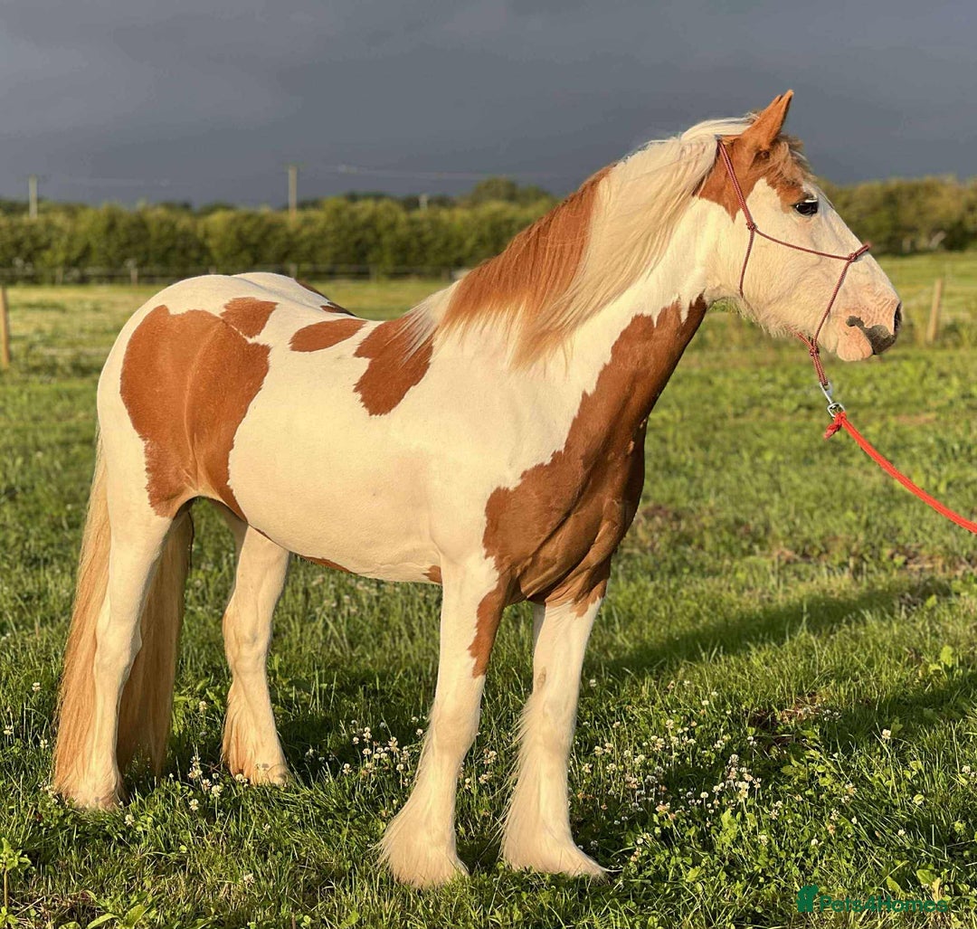 Irish Cob horses for sale: 13’2 cob, 7 year old all rounder  - Image 3