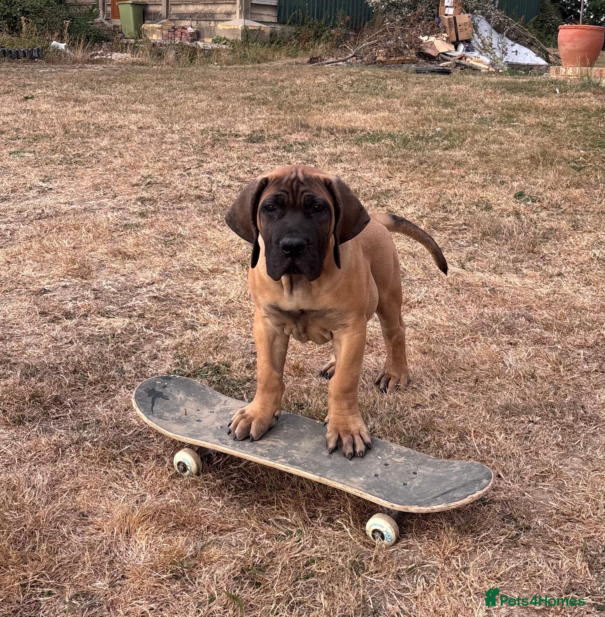 Boerboel dogs Dee Bradbury - Advert 2
