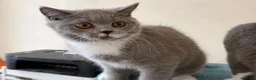 British Shorthair cats for sale: Gorgeous GCCF British Shorthair Kittens ❤️ Ready  - Advert 27