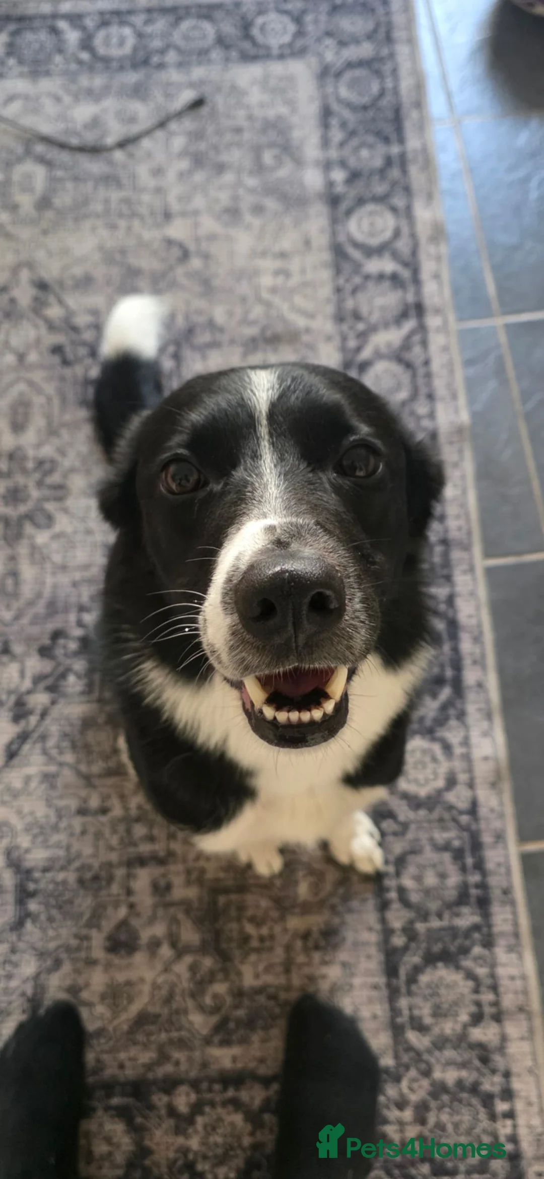 Border Collie dogs for sale: Lovely Border Collie Finn - Advert 2