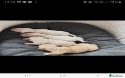 Miniature Dachshund dogs for stud: EXCEPTIONAL KC CREAM SMOOTH MINATURE DAXI STUD in Hinckley - Image 7