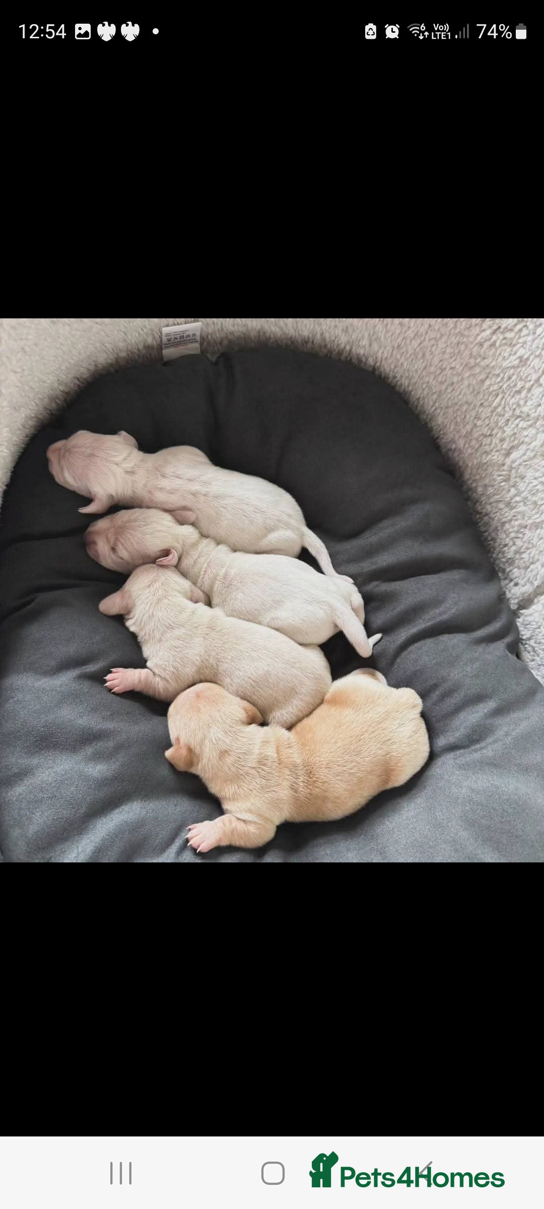 Miniature Dachshund dogs for stud: EXCEPTIONAL KC CREAM SMOOTH MINATURE DAXI STUD in Hinckley - Image 7