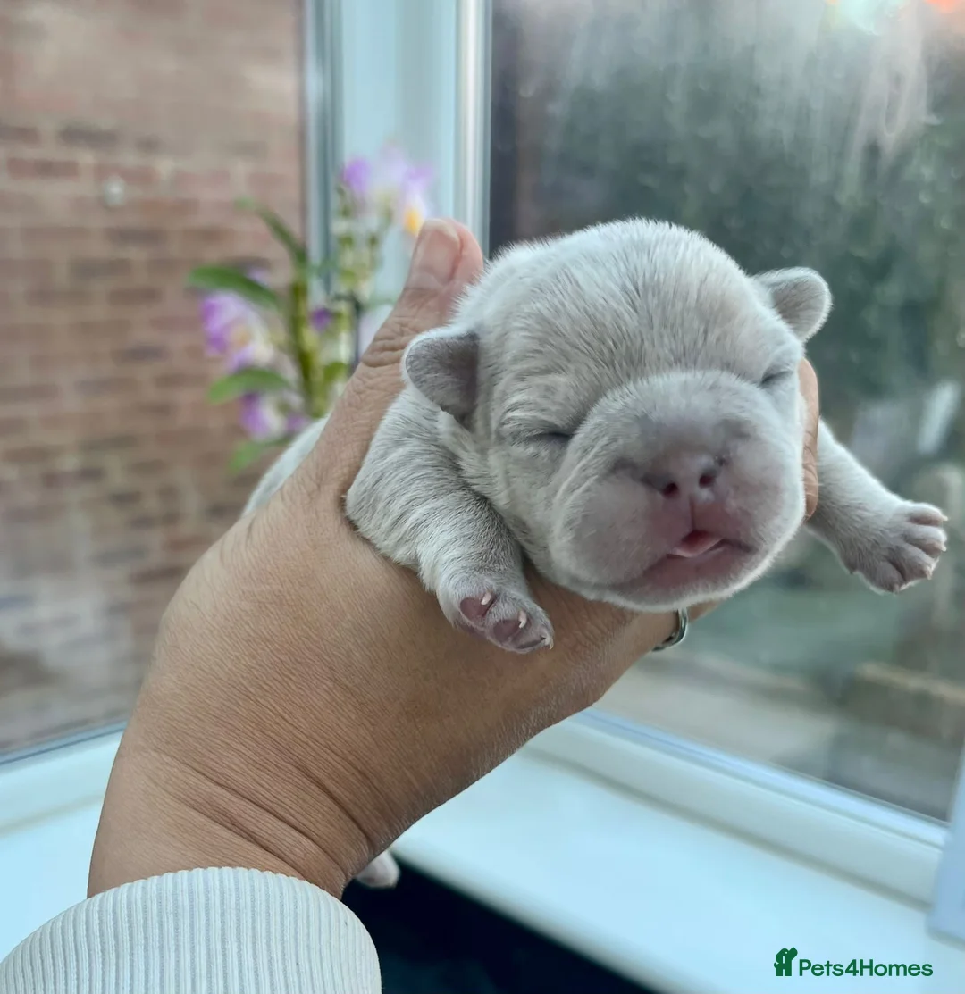 French Bulldog dogs for stud: Champagne Charlie new shade Isabella  in Hastings - Advert 15