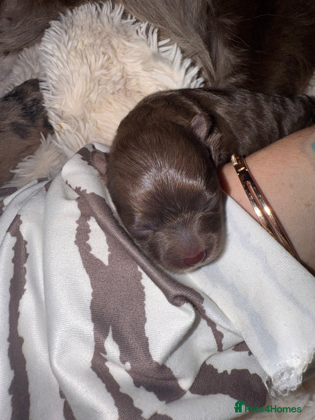 Pomeranian dogs for sale: RUSSIAN 🇷🇺 BLOODLINE MICRO / XXS BLACK POM GIRL  - Image 8