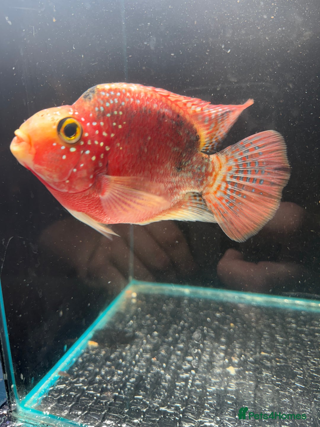 Cichlids fish for sale: Crystal parrot & srt - Advert 6