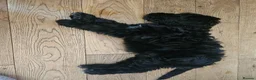 Goldendoodle dogs for sale: Beautiful f1 Goldendoodles  - Advert 3