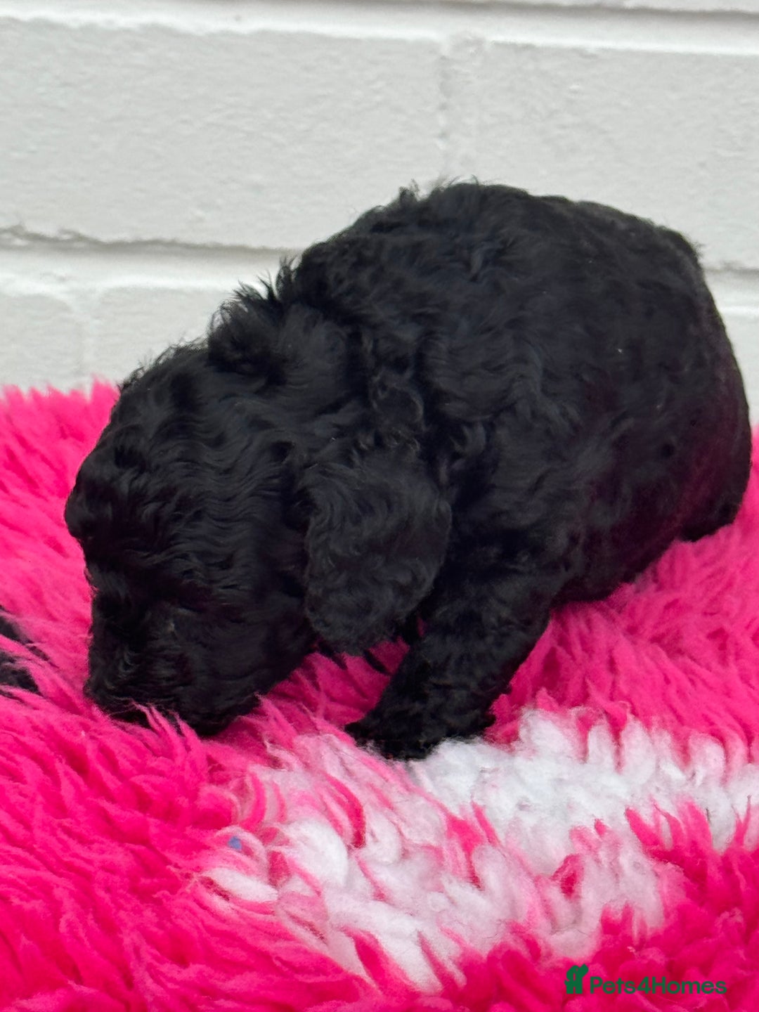 Miniature Poodle dogs for sale: DNA H/Tested Miniature poodle  - Image 11