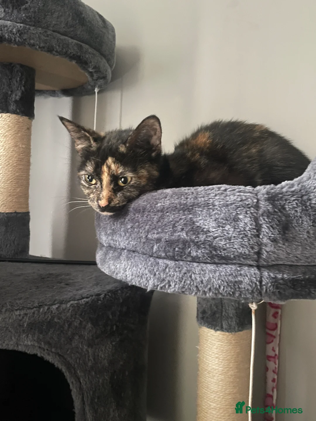 Mixed Breed cats for sale: Tortoishell and long haired mixed  in London - Advert 2