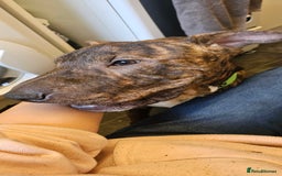 Mixed Breed dogs for sale: Bruno - Image 2