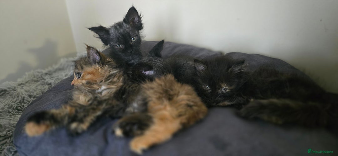 LaPerm cats for sale: 8 Laperm mix kittens, curly & long-haired - Advert 19