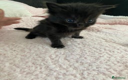 Mixed Breed cats for sale: 6 adorable kittens  - Image 13