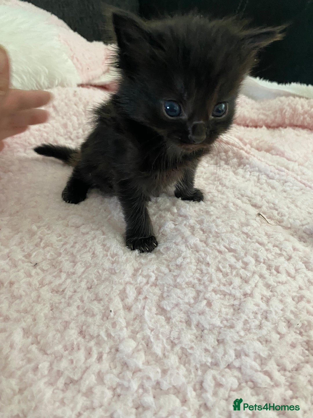 Mixed Breed cats for sale: 6 adorable kittens  - Image 13