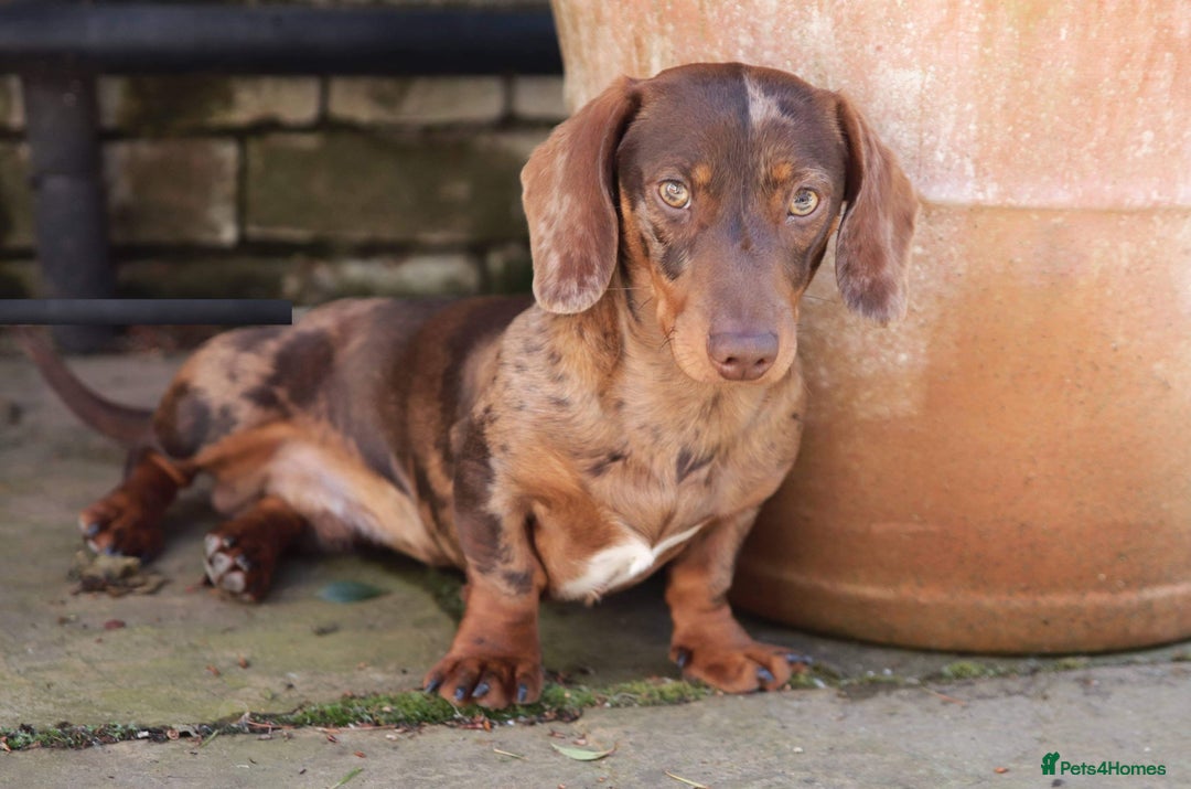 Miniature Dachshund dogs for stud: Carries cream+Blue+**** ultrasound+Ov in Heathfield - Image 2