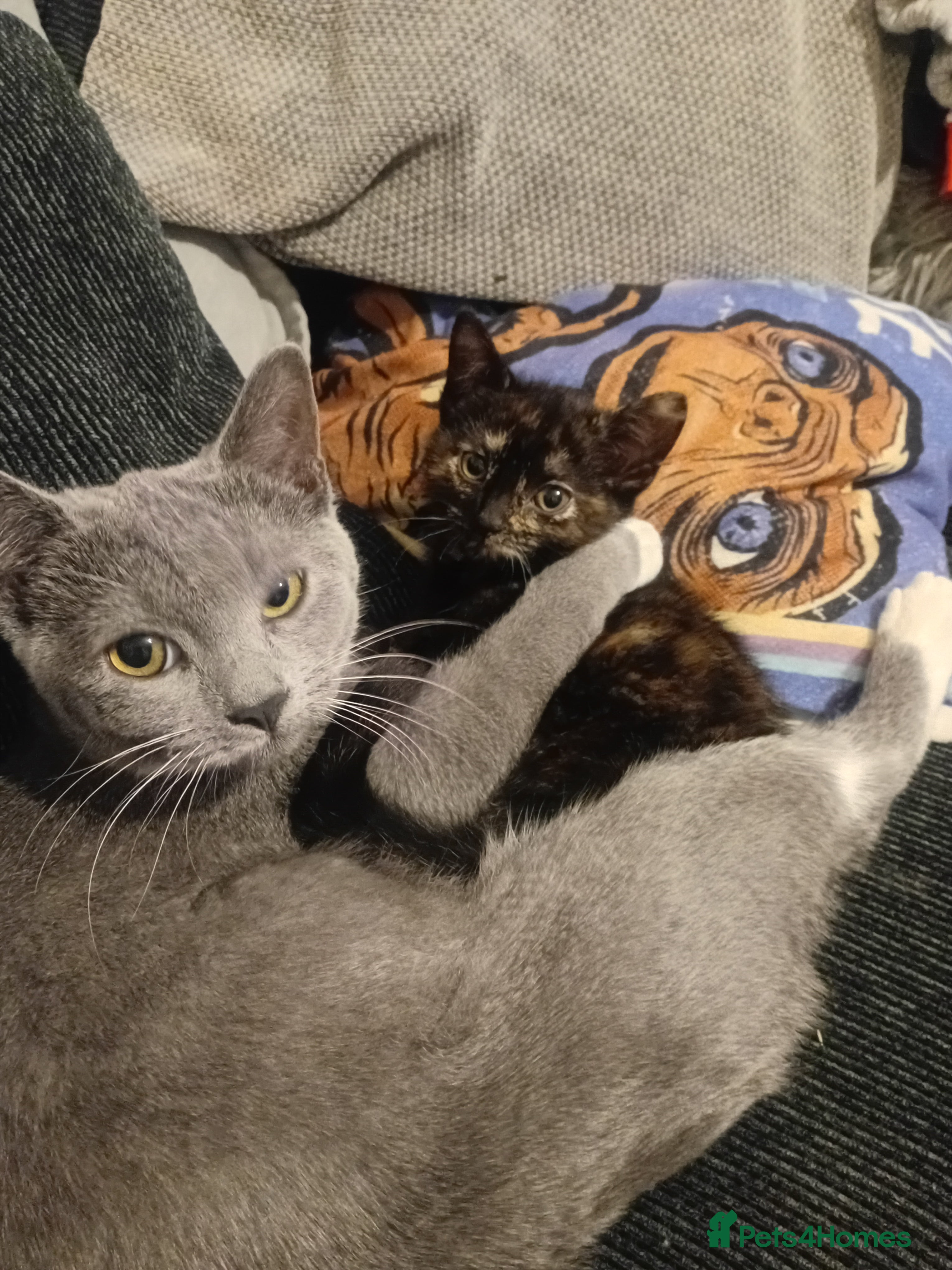 Mixed Breed cats Kitten for sale - Advert 12