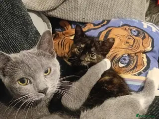 Mixed Breed cats Kitten for sale - Advert 3