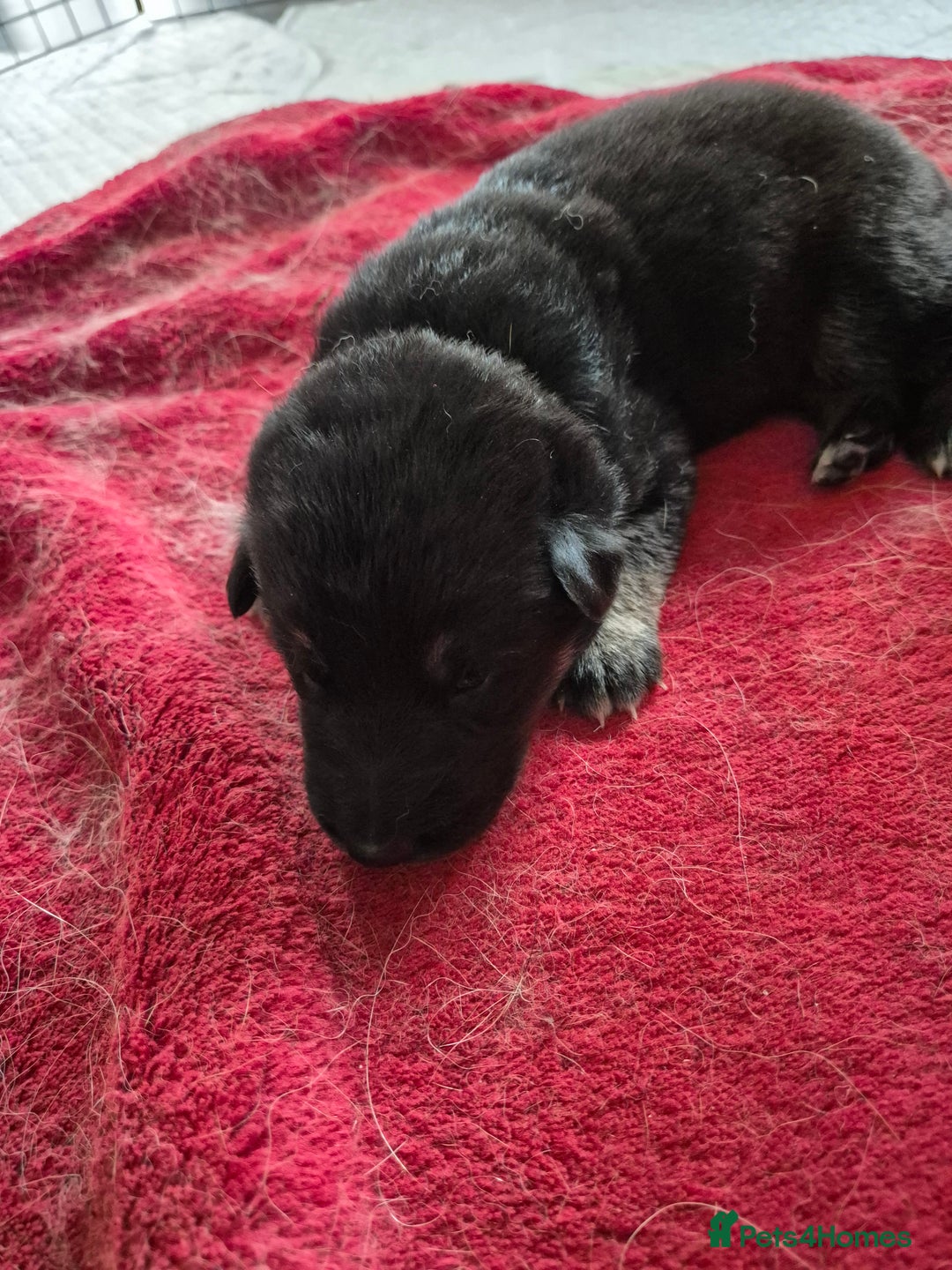 German Shepherd dogs for sale: German shepard puppies - Image 12