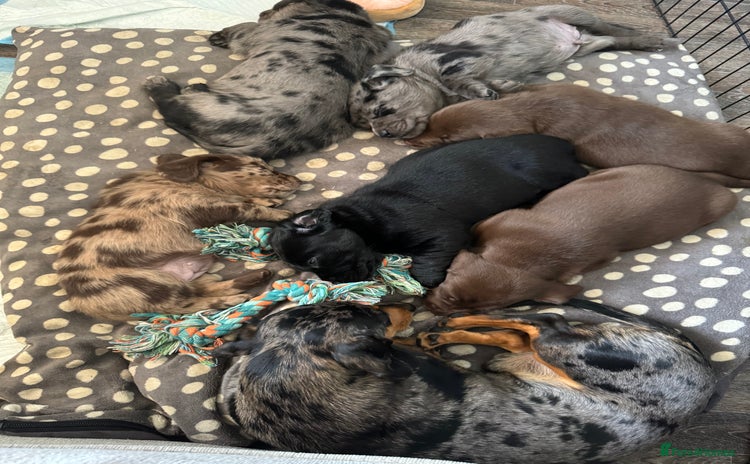 Mixed Breed dogs - Advert 2