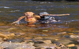 Labrador Retriever dogs for sale: Labrador pups for sale - Image 10