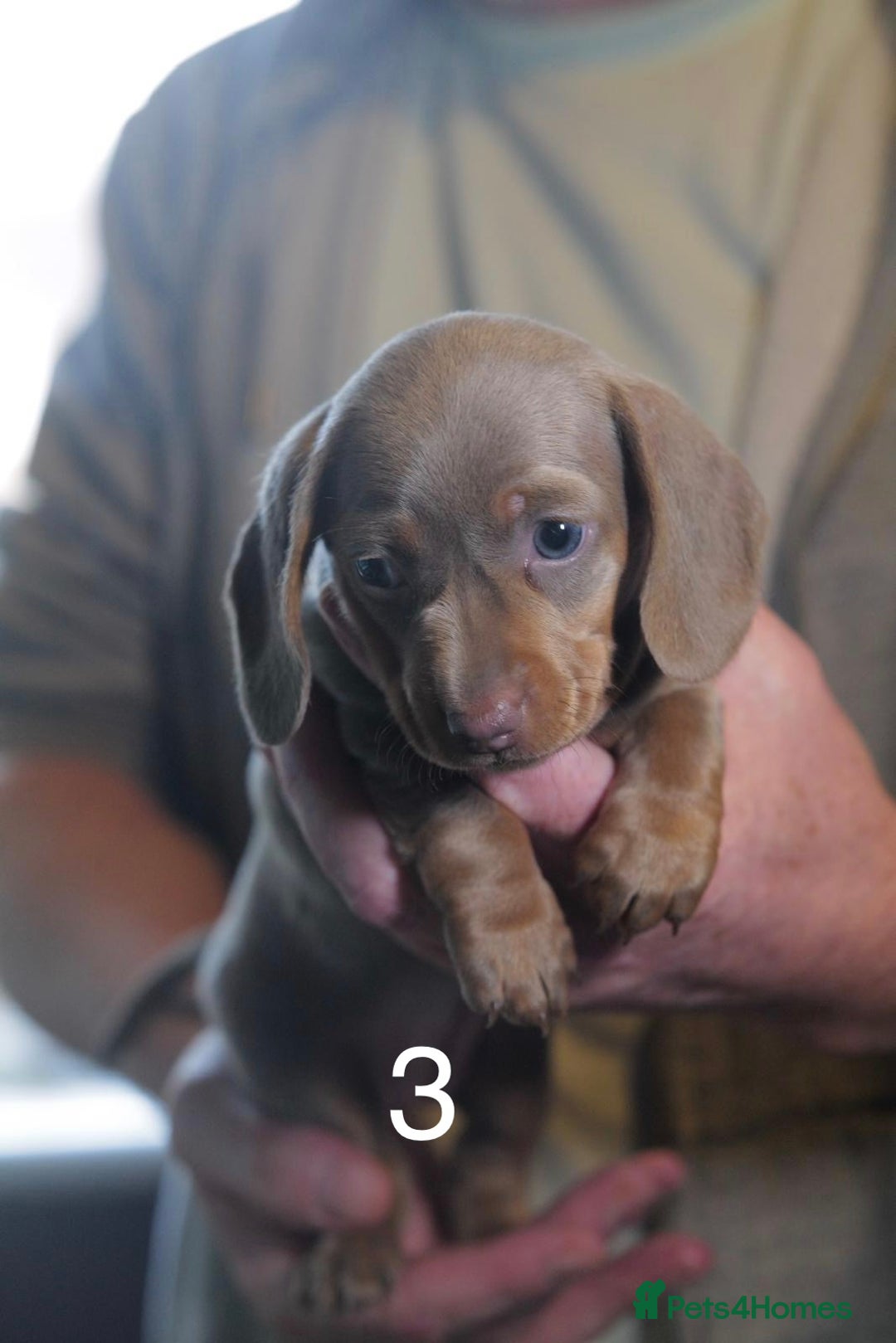 Miniature Dachshund dogs for sale: Adorable KC Registered Miniature Dachshund Puppies - Advert 7
