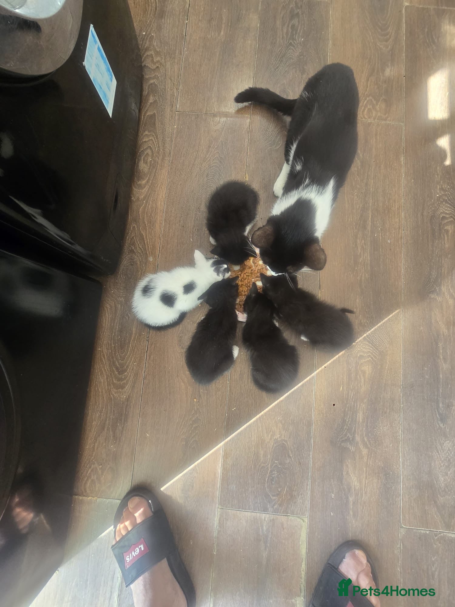 Mixed Breed cats Kittens for sale - Advert 3
