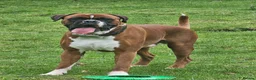 Boxer dogs for stud: First time stud, Bruce in Coulsdon - Advert 8