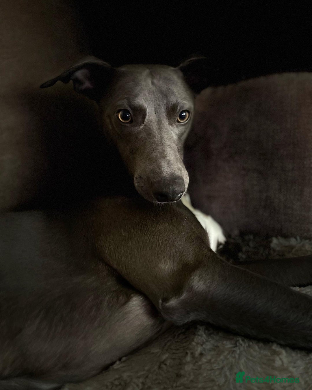 Whippet dogs for stud: Striking blue whippet stud in Banbury - Image 1