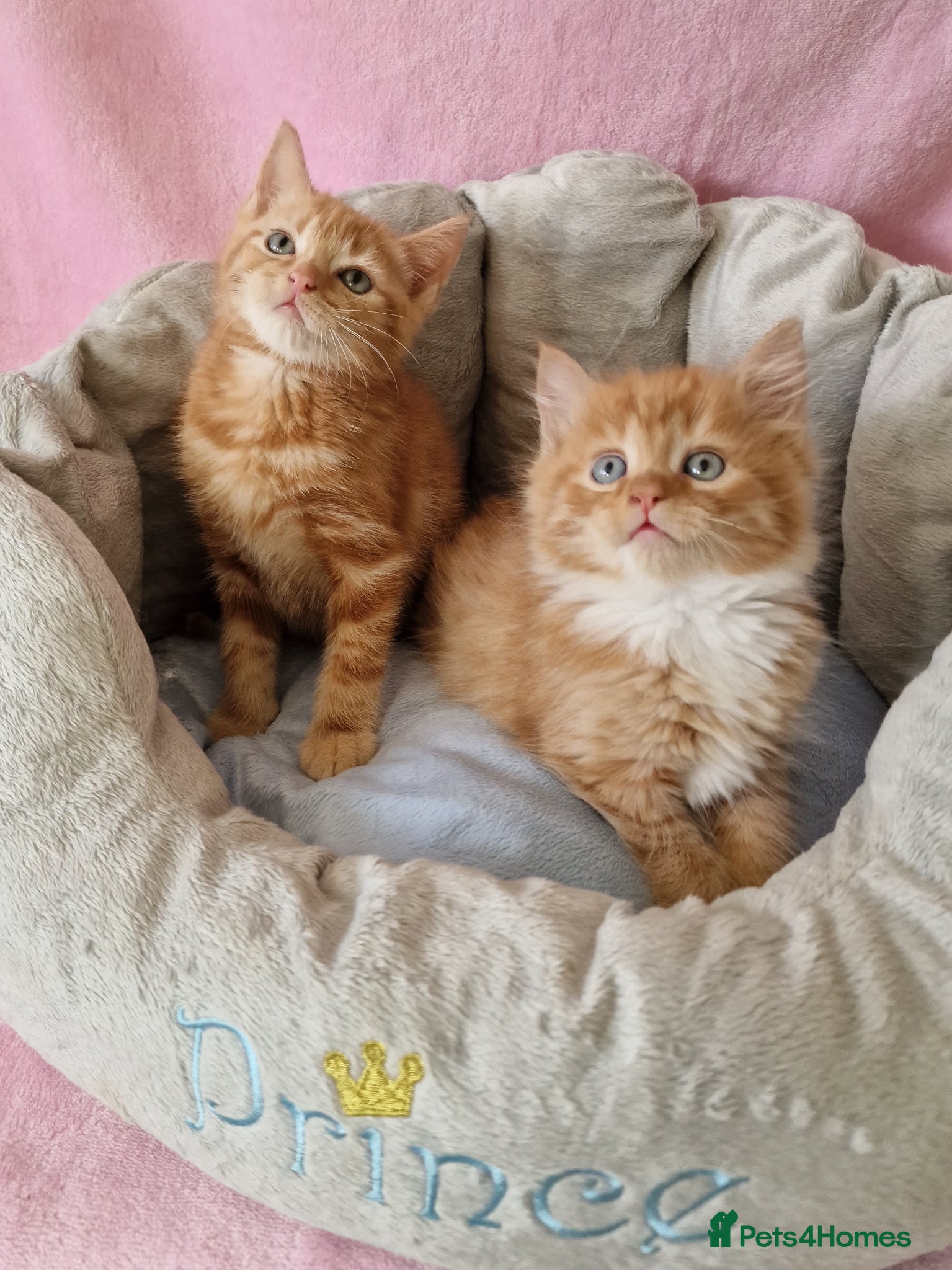 Mixed Breed cats Cute kittens  - Advert 6