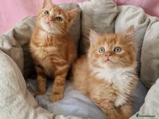 Mixed Breed cats Siberian cross kittens - Advert 2