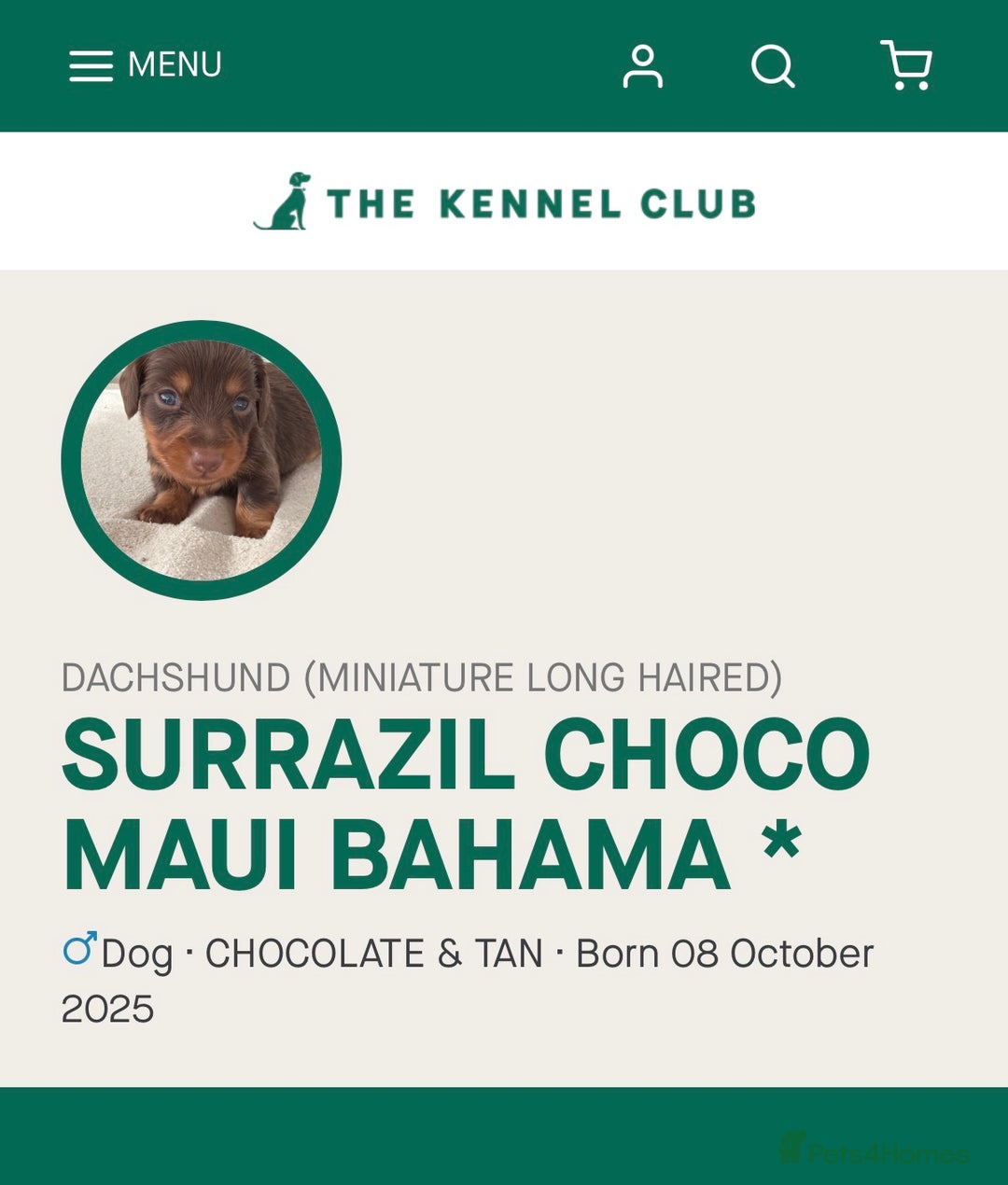 Miniature Dachshund dogs for sale: 2 left Long haired mini dachshund pups  - Advert 21