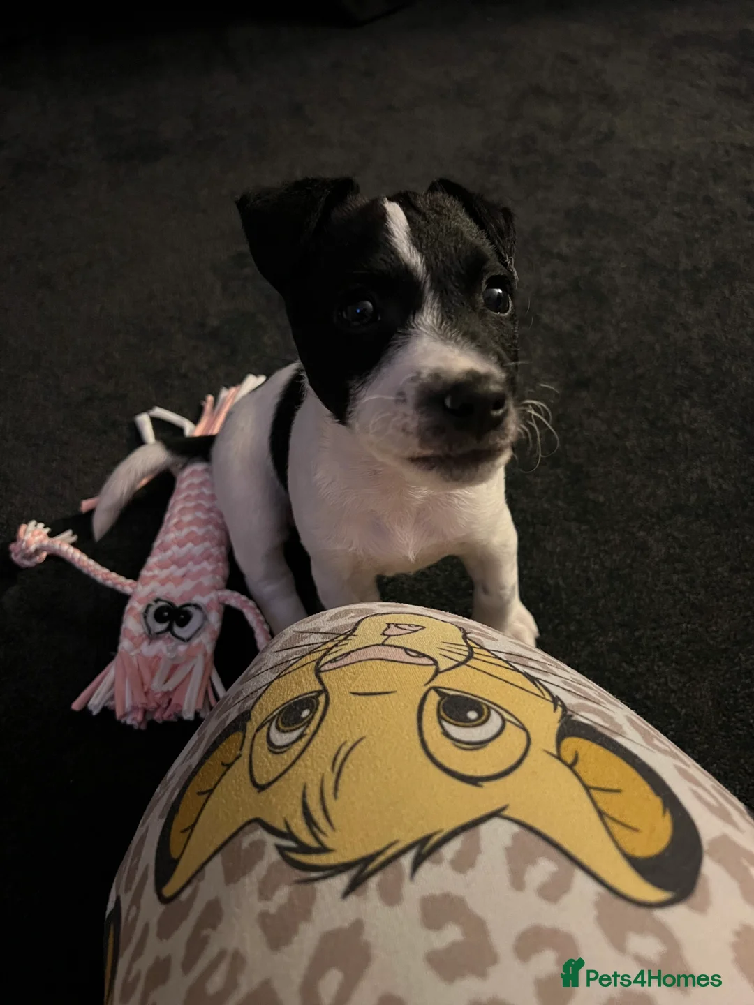 Jack Russell dogs for sale: Female Jack Russel  - Advert 38