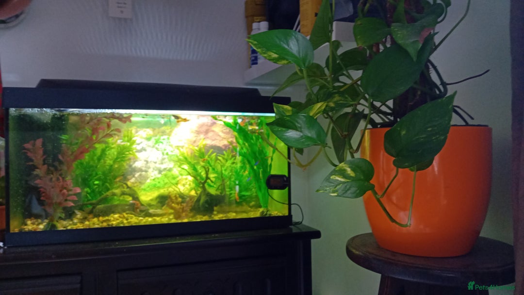 Other/Mixed Breed fish for sale: Aquarium  full of guppies!! - Advert 11