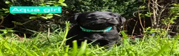 Labrador Retriever dogs for sale: Beautiful Black Labrador Puppies - Advert 3