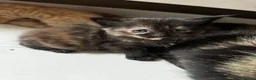 American Shorthair cats for sale: 2 Ginger/Blonde boys , 4 calico girls - Advert 32